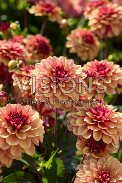 Dahlia Creme de Cognac
