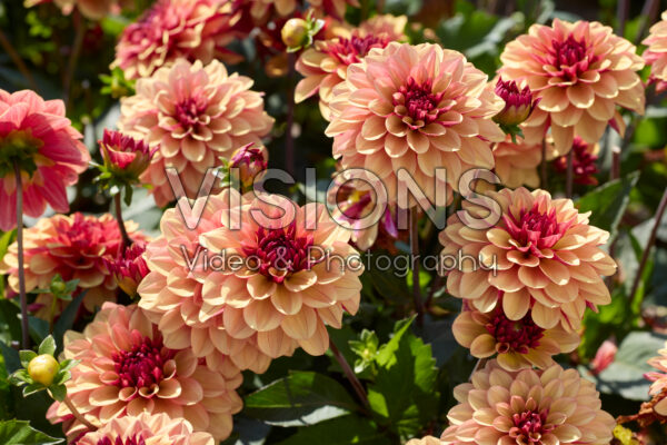 Dahlia Creme de Cognac