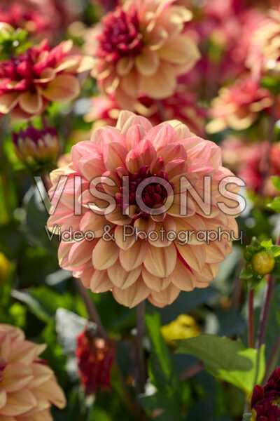Dahlia Creme de Cognac