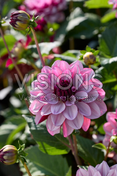 Dahlia Creme de Cassis Dahlia Creme de Cassis