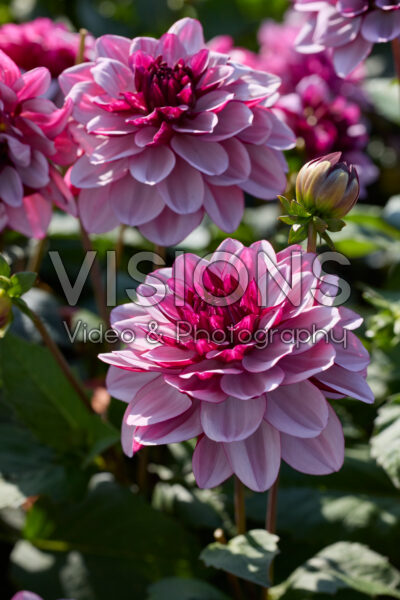 Dahlia Creme de Cassis