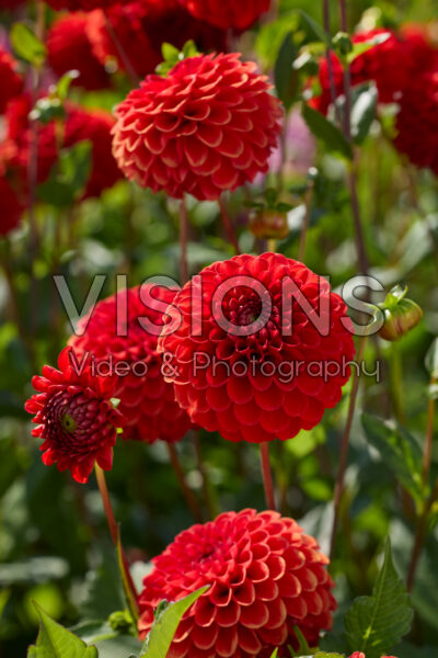 Dahlia Salsa
