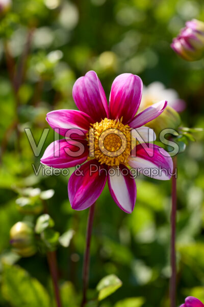 Dahlia Twyning's Smartie