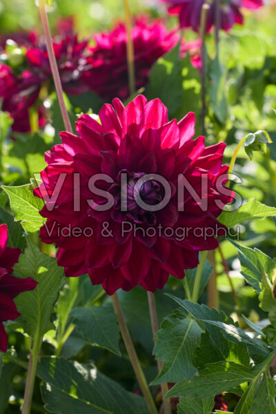Dahlia King Arthur