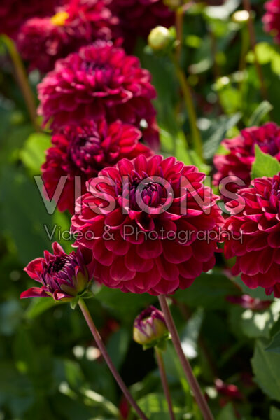 Dahlia Red Queen