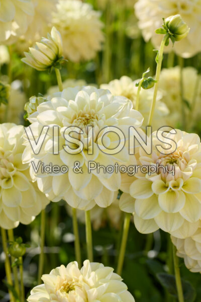 Dahlia Caramel Antique