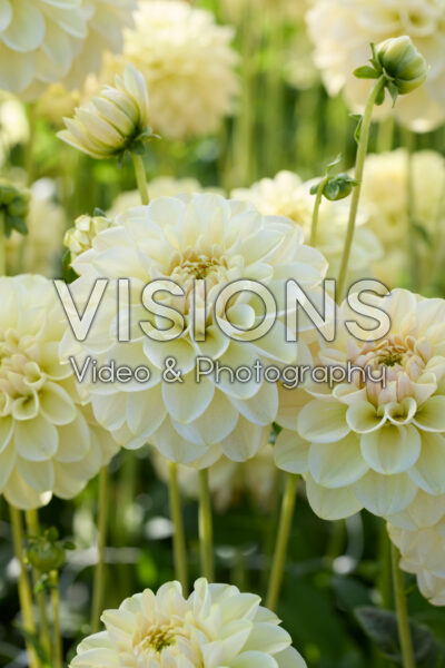 Dahlia Caramel Antique