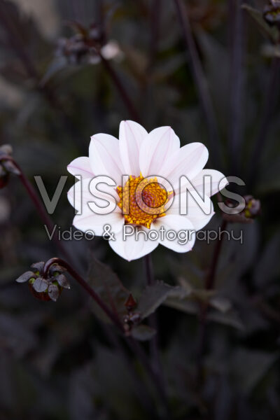 Dahlia HS Princess®