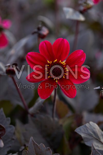 Dahlia HS Romeo®