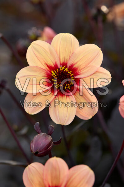 Dahlia HS Kiss®