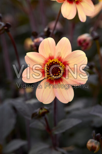 Dahlia HS Kiss®