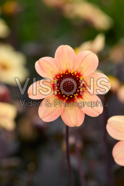 Dahlia HS First Love®