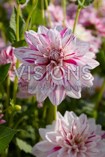 Dahlia Bright Diamond