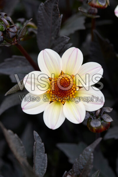 Dahlia Happy Days Cream White®