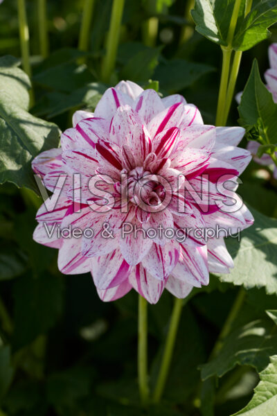 Dahlia Bright Diamond