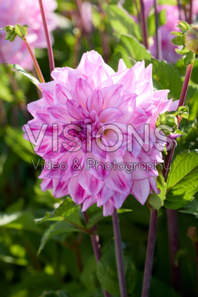Dahlia Bazuin Lilac Twister