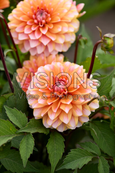 Dahlia Peaches and Vanilla Dahlia Peaches and Vanilla