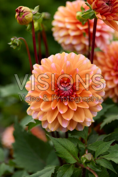 Dahlia Peaches and Vanilla