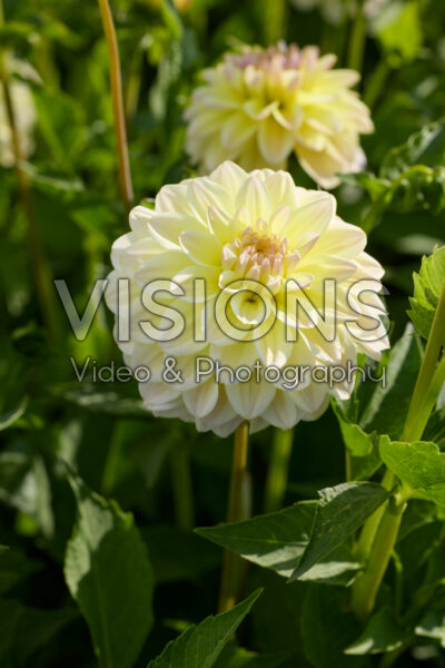 Dahlia Innocent Silence