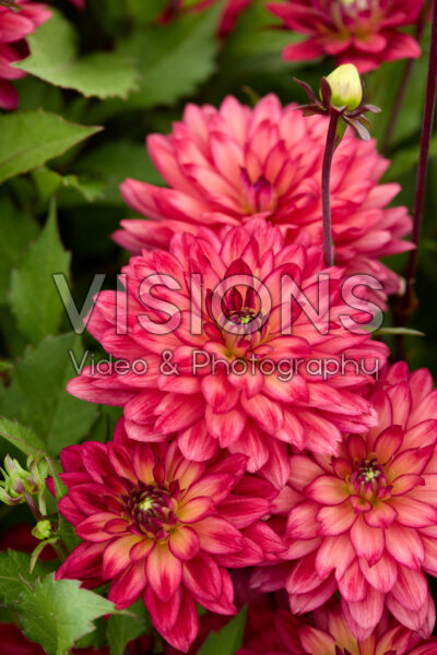 Dahlia Ocean of Love