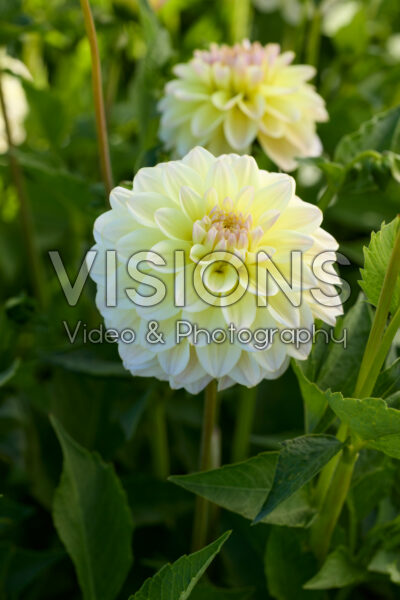 Dahlia Innocent Silence