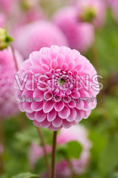Dahlia Sweet Fabienne