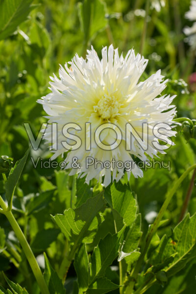 Dahlia Ice Crystal