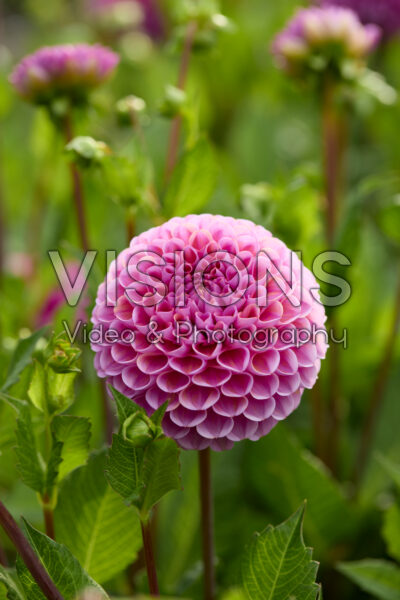 Dahlia Isabel
