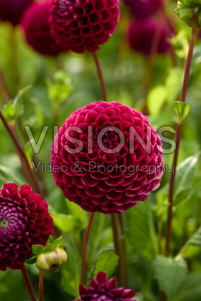 Dahlia Ivannetti