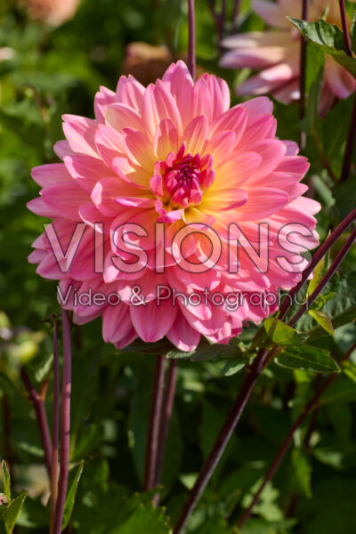 Dahlia Ken's Rarity Dahlia Ken's Rarity