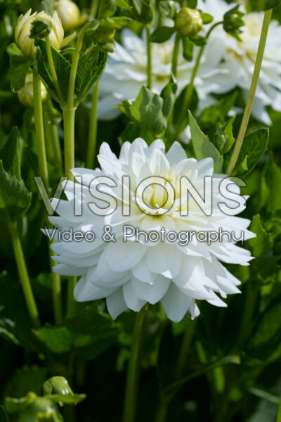 Dahlia Karma Maarten Zwaan