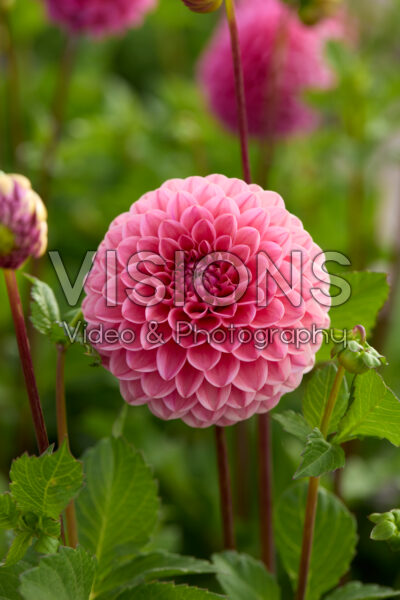 Dahlia Dikara Superb