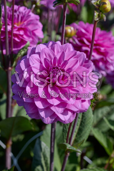 Dahlia Karma Lagoon