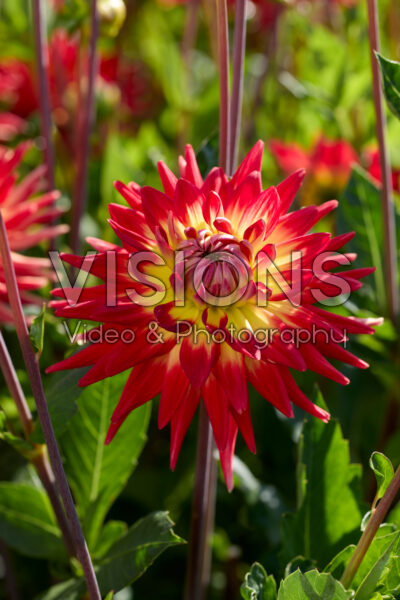 Dahlia Karma Bon Bini