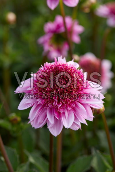 Dahlia Raspberry Puff