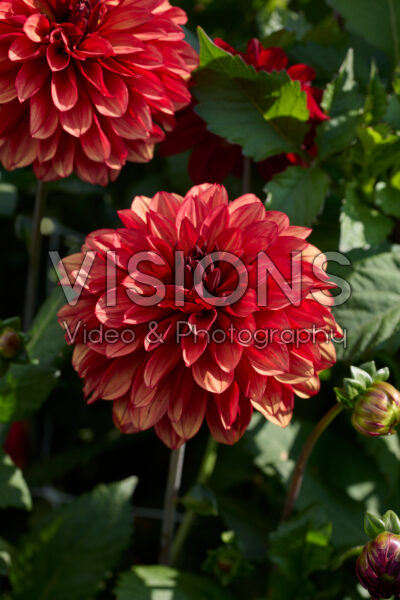 Dahlia Missis Miley Dahlia Missis Miley