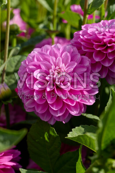 Dahlia Meva Dahlia Meva