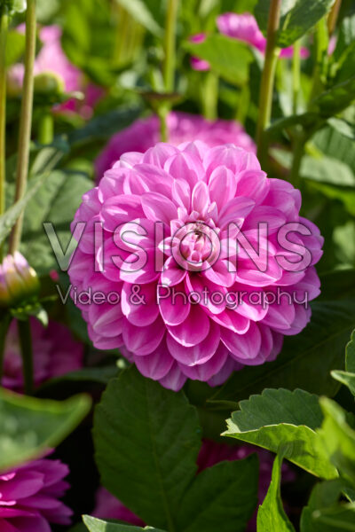 Dahlia Meva Dahlia Meva