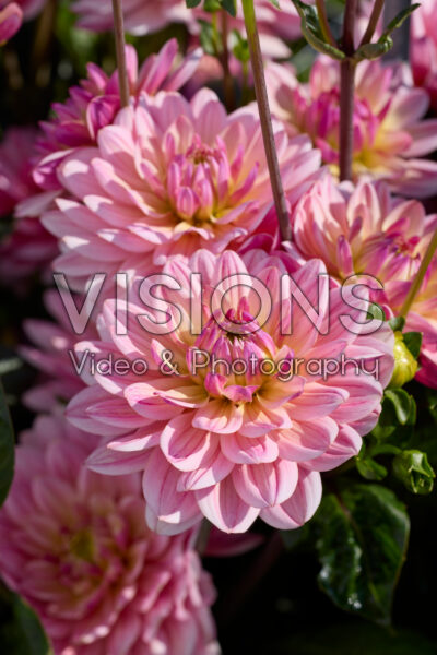 Dahlia Pink Magic