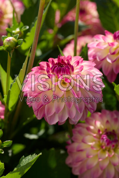 Dahlia Pure Happiness