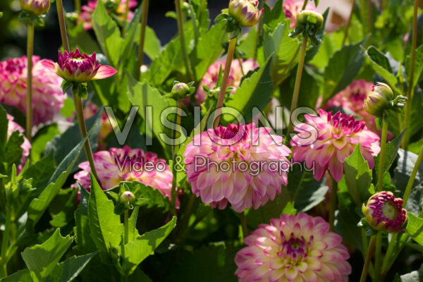 Dahlia Pure Happiness