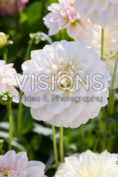 Dahlia Silver Antique