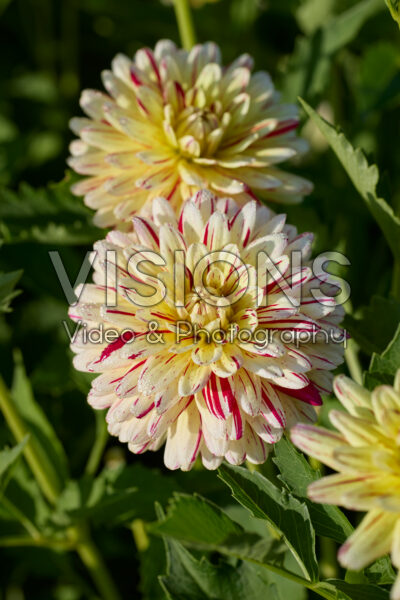 Dahlia Creme Silence