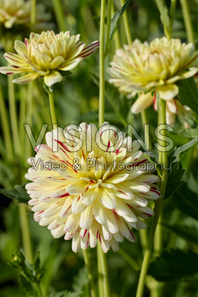 Dahlia Creme Silence