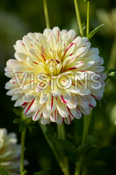 Dahlia Creme Silence