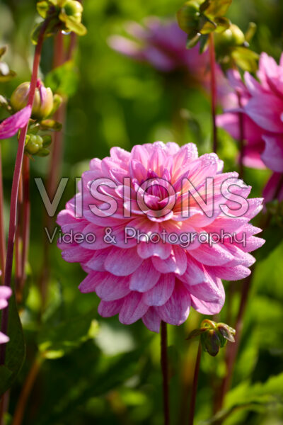 Dahlia Dutch Silence