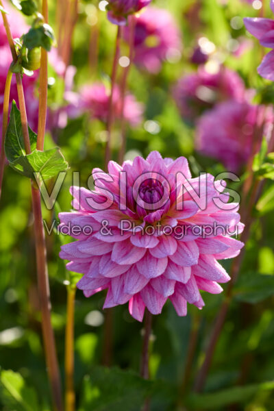 Dahlia Dutch Silence