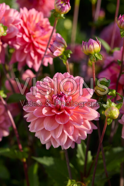 Dahlia Great Silence
