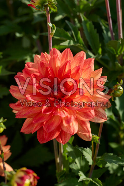 Dahlia Karma Fiesta