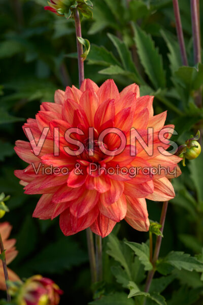 Dahlia Karma Fiesta Dahlia Karma Fiesta